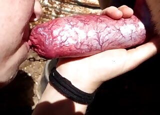 Cute babe taking care of a sensationally large animal penis here