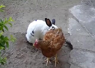 White bunny is ready to fuck another animal in a taboo outdoor vid