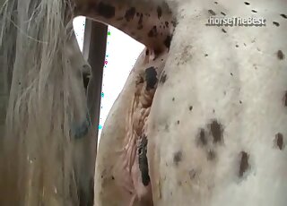 Horse fucks his female in brutal modes during perfect scenes