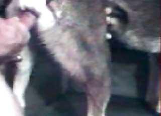 Dirty-minded stud stuffs his cock inside dogs pussy during zoo porn