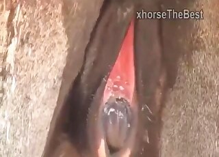 الحمير اللعينة تجعل مدمن الحيوانات الشهوانية يتوق إلى ممارسة الجنس