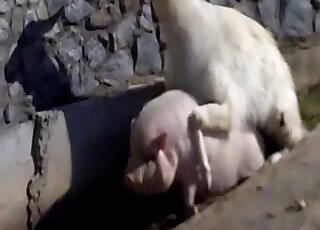ذكر لاما يمارس الجنس مع خنزير ضيق في المؤخرة بينما يقوم الرجل بتصويره