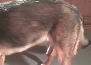 كلب الراعي يدمر مهبلًا ضيقًا لعاهرة زوفيلية في المنزل