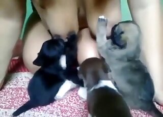 Small puppies suck on woman's big natural cans making her horny
