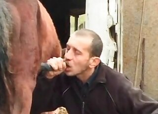 Stud loves sucking horse's thick shaft and can't wait to get cumshots