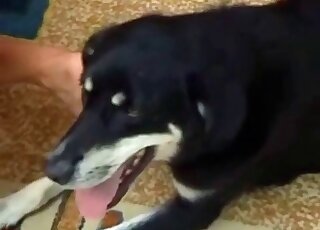 Big black dog gets seduced by a naughty zoophile whore for sex at home