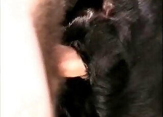 Zoofilo dalla mente sporca scopa il buco bagnato del suo cane nero in un porno zoologico