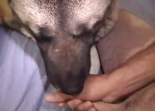 Perverted zoophile enjoys fucking his fluffy dog in bestiality porn