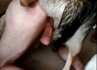 كلب مثار يمارس الجنس بقوة مع مؤخرة مشدودة لحيوان متحرش في مشهد جنسي