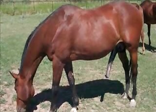 Horses with hard cocks showing off their dicks in a free porn vid