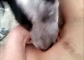 Juicy zoophile pussy getting licked by a dog that loves wet holes