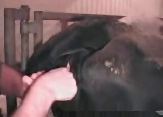 رجل منحرف يعطي قبضة ولحس في عمل حديقة الحيوان الوحشية