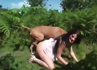 Long-haired bitch tries to tempt a big dog and wanks its long cock