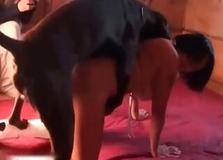 Crazy bimbo wants to have her pussy and anal fucked by her dog