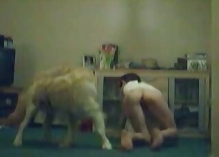 حلوة نحيفة تسمح لكلبها اللابرادور باستكشاف مهبلها المبلّل