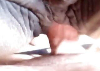 Dude fucks a submissive dog really rough in a XXX zoo porn video