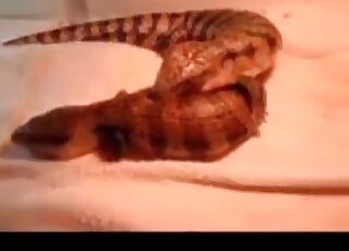 يستمتع المنحرف بمشاهدة السحالي المثيرة ويحلم بممارسة الجنس معهم