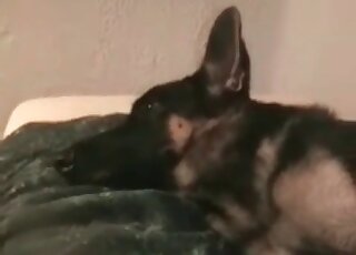 Perverted zoophile dude goes wild and fucks his dog indoors