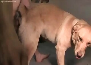 Zoophile guy screws his dog deep and hard in a zoo porn video