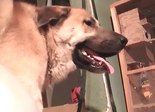 Mature bitches go wild in a zoo porn action with horny canines