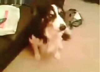 كلب صبور يلعق مؤخرة رجل شرير يمارس الجنس مع الحيوانات ويتعرض للضرب العنيف