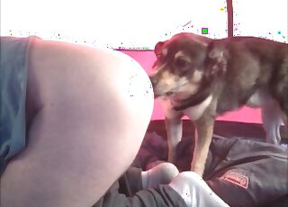 كلب مندهش يحب استكشاف مؤخرة وفرج سيدة محبة للحيوانات