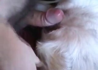 Weird guy fists his dog’s pussy and then bonks it really insanely