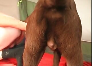 Dude trained his dog to lick his cock and anal for the sake of orgasm