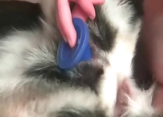 كلبة تقف ساكنة بينما يتم اللعب بها من قبل منحرف غريب في حديقة الحيوانات