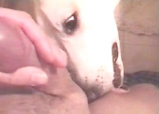 Zoophile guy likes to get penis licked by his dog before copulation