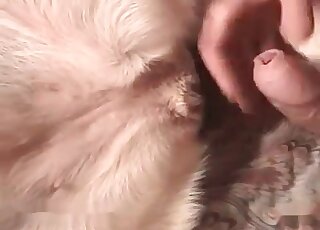 Female dog endures huge ereced cock of a dirty-minded zoophile