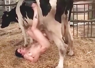 Brunette slut teases tits of a cow and imitates a hot copulation