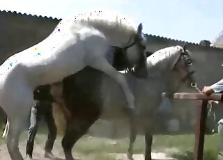 Truly passionate zoophilia with two horses that fuck outdoors