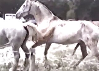 Outdoor sex tape showing white horses enjoying each other for real