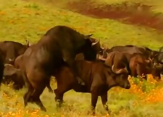 Attractive horses and other animals in a zoo porn compilation