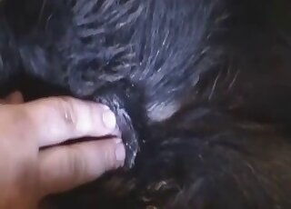 رجل منحرف حقًا يداعب مهبل كلب في فيديو إباحي ساخن