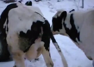 فيلم جنسي في الهواء الطلق مع الكثير من القذف العاطفي