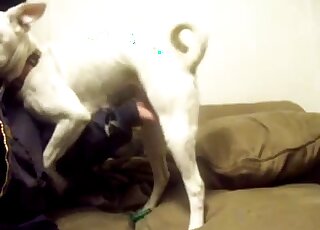 White dog zoophilia with lots of foreplay and not enough fucking