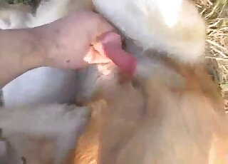 فيلم إباحي لا يصدق يتعامل مع ممارسة الجنس مع الكلاب في الهواء الطلق وأكثر من ذلك