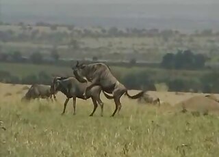 شريط فيديو خارجي يظهر بعض الأبقار النحيفة التي تستمتع بفتح أفواهها