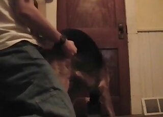 Dude uses his penis to fuck a dog on all fours and from behind
