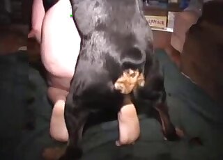 Zoophilic guy is happy to get fucked in the ass by a black beast