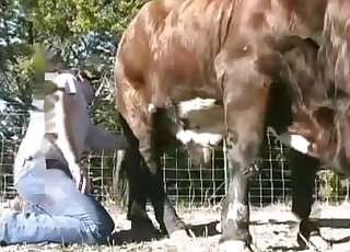 Huge cow is going to endure fucking with a kinky zoophilic dude