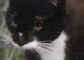 ممارسة الجنس في الهواء الطلق مع قطة سوداء وقطة أخرى تبدو مثيرة للغاية