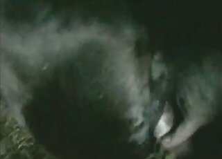 Hot zoo porn movie with closeups of black mare pussy stretched