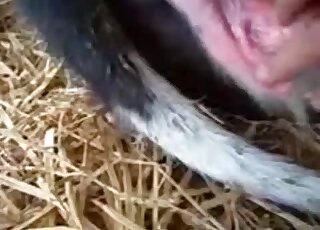 اللعب مع مهبل الحيوان في مقطع فيديو ساخن عن قرب