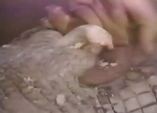 Alligator porn movie featuring a zoophilic couple with dark intensions