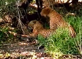 Cheetah porn movie with a sexy wild cat and its gorgeous penis